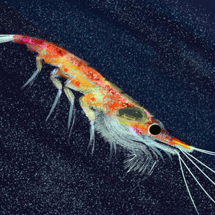 Krill in The Void of The Sea